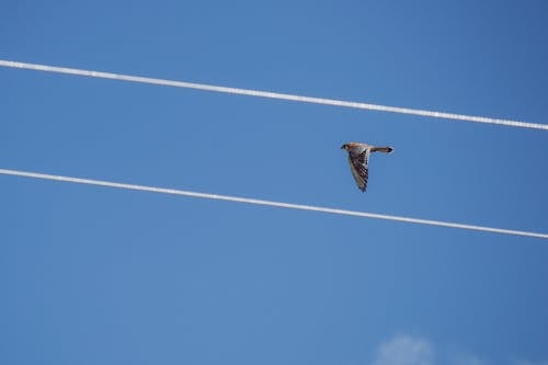 Red-tailed Hawk Flying Under Blue Sky