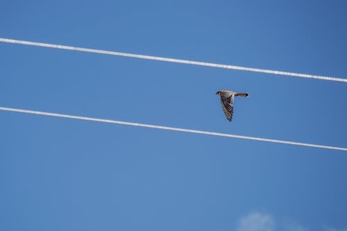 Buse à Queue Rousse Volant Sous Le Ciel Bleu