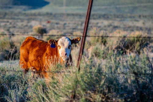 Vache Brune Sur L'herbe Verte