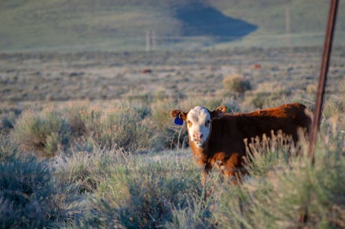 White and Brown Cow on Green Grass