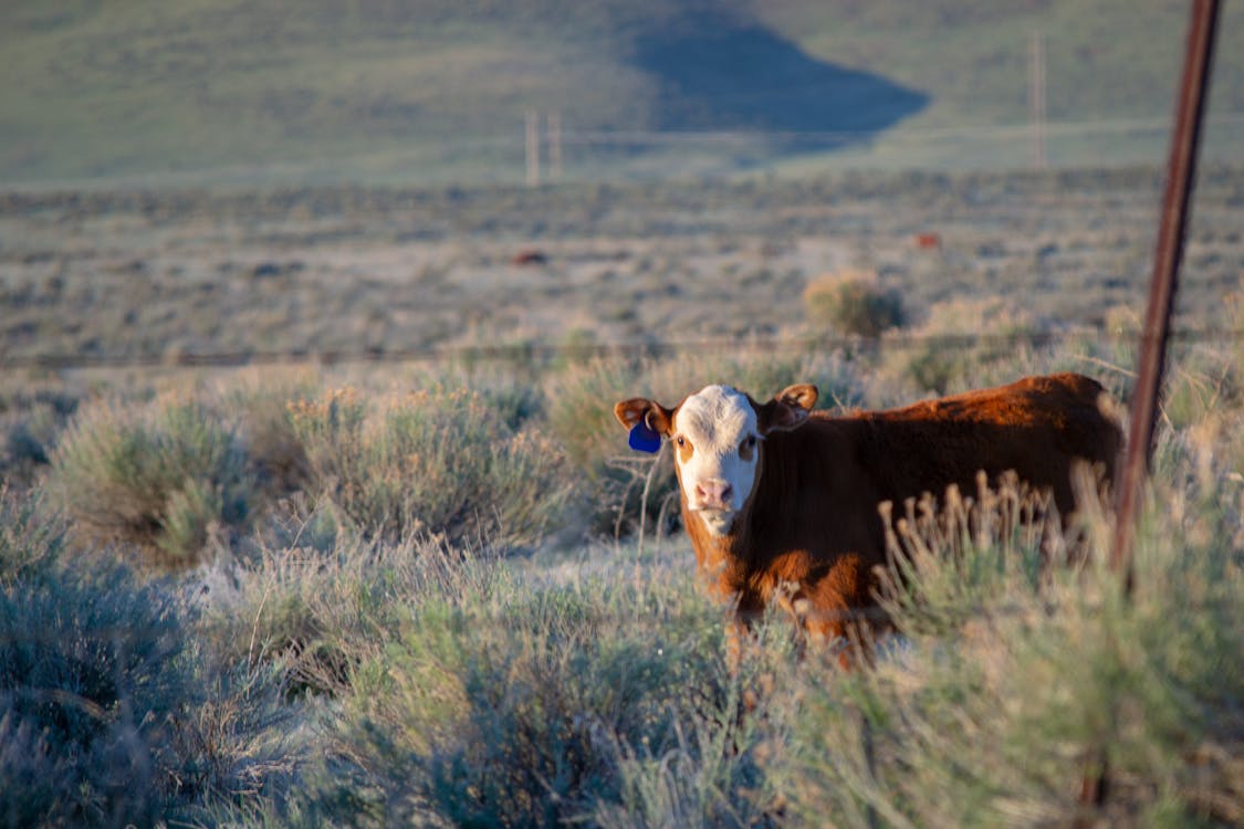 Vache Blanche Et Brune Sur L'herbe Verte