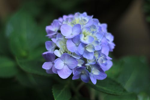 Close-Up Shot of Purple Hydrangea in Bloom