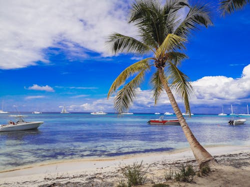 加勒比海, 岸邊, 棕櫚樹 的 免费素材图片