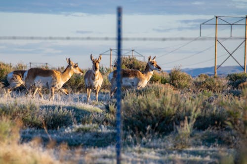 Drie Wit Met Bruine Vierpotige Dieren