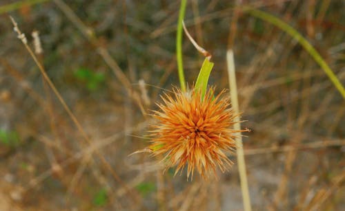 Immagine gratuita di fiore della foresta