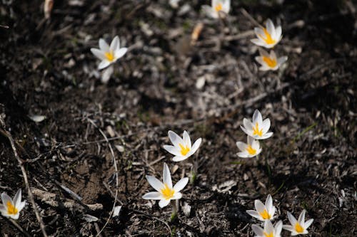 Beyaz çiçekler, bitki örtüsü, büyüme içeren Ücretsiz stok fotoğraf