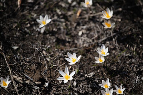 Foto d'estoc gratuïta de creixement, delicat, flora