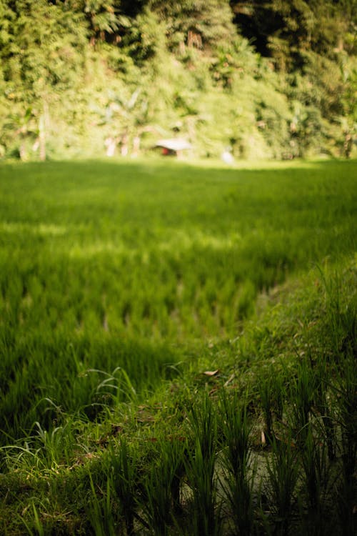 A Rice Field