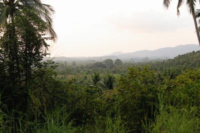 Tropical forest