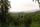 tropical forest
