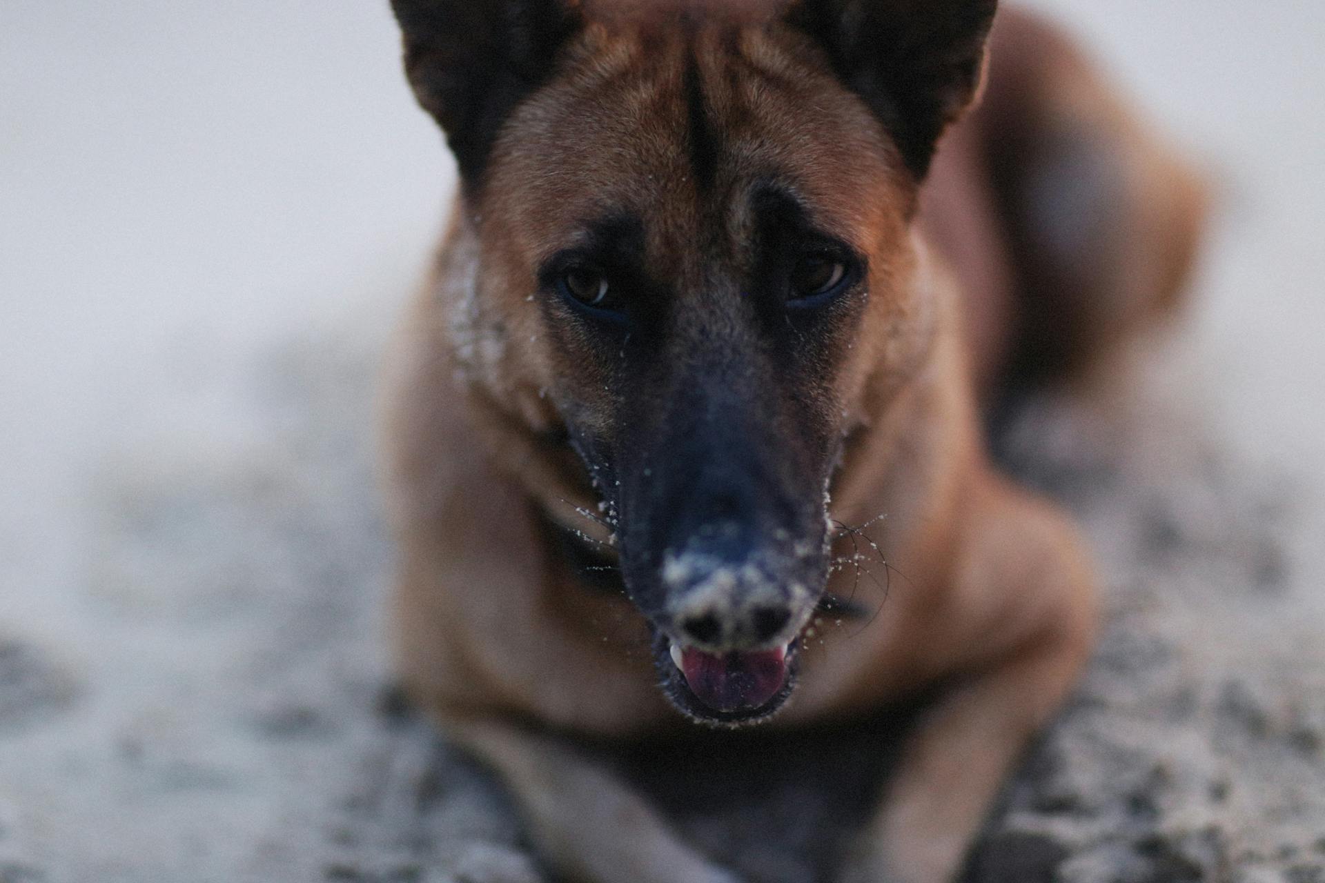 Närbild av en schäferhund som ligger på marken