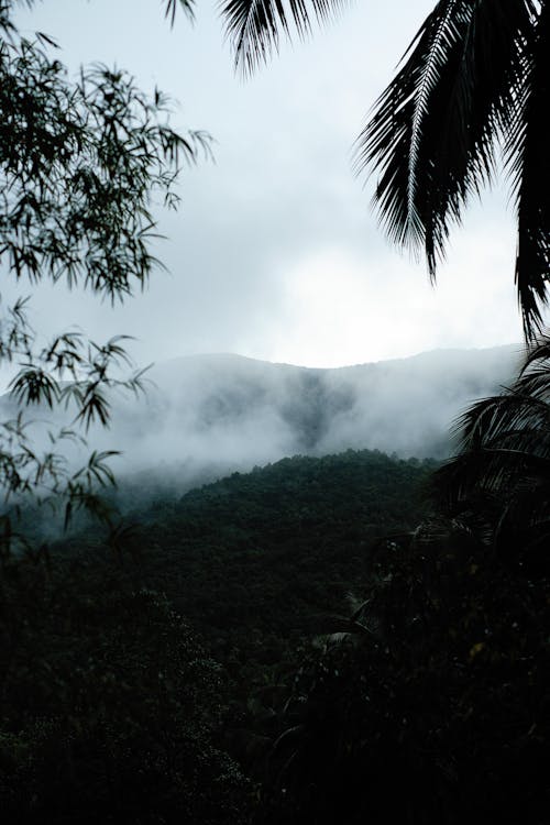 Foto d'estoc gratuïta de amb boira, descoratjador, medi ambient