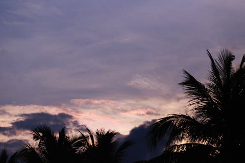 Clouds on Sky over Palm Trees Leaves