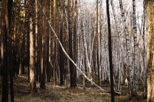 Fotos de stock gratuitas de árboles altos, bosque, medio ambiente