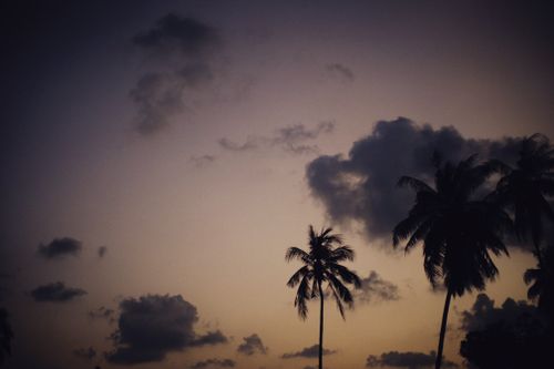 Free Silhouette of coconut palm trees against a dramatic twilight sky. Stock Photo