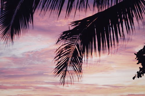 Gratis stockfoto met dageraad, kokosnoot bladeren, natuur Stockfoto