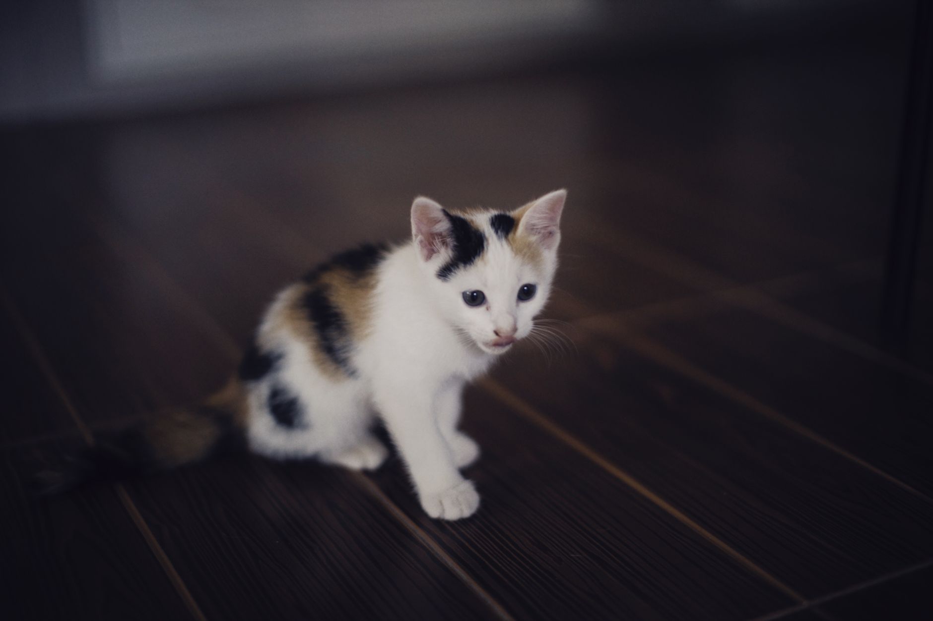 Healthcare and wellness consultation for a cat