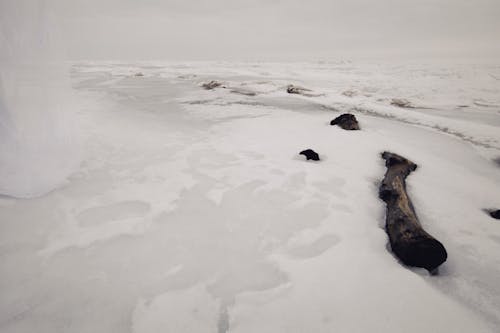 Imagine de stoc gratuită din acoperit de zăpadă, buștean, câmp