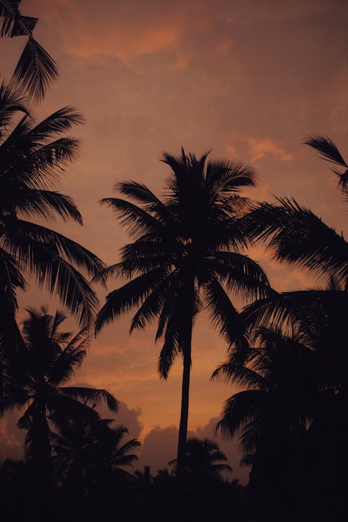 Безкоштовне стокове фото на тему «вертикальні постріл, Захід сонця, кокосові пальми»