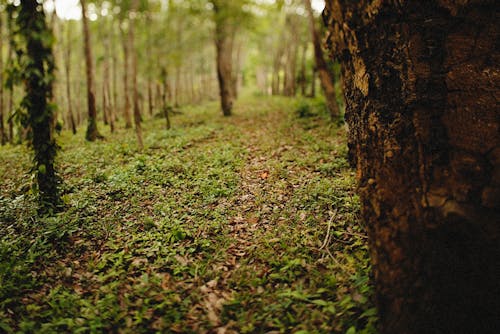 Imagine de stoc gratuită din arbori, codru, iarbă