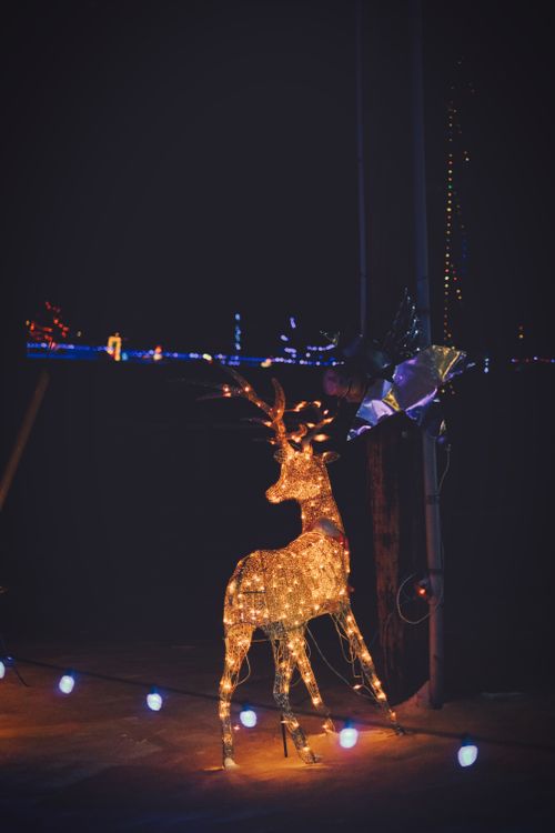 Free Illuminated reindeer in a festive outdoor Christmas light display at night. Stock Photo