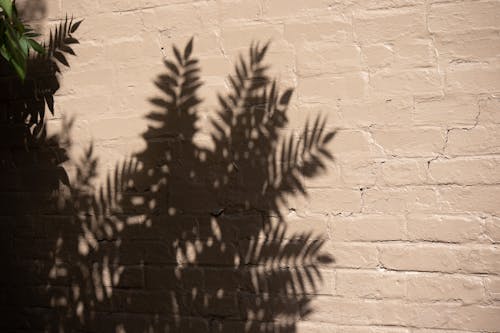 A Shadow of a Plant on a Brick Wall