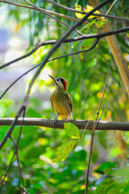 Free A Cute Bird Perched on Tree Branch Stock Photo