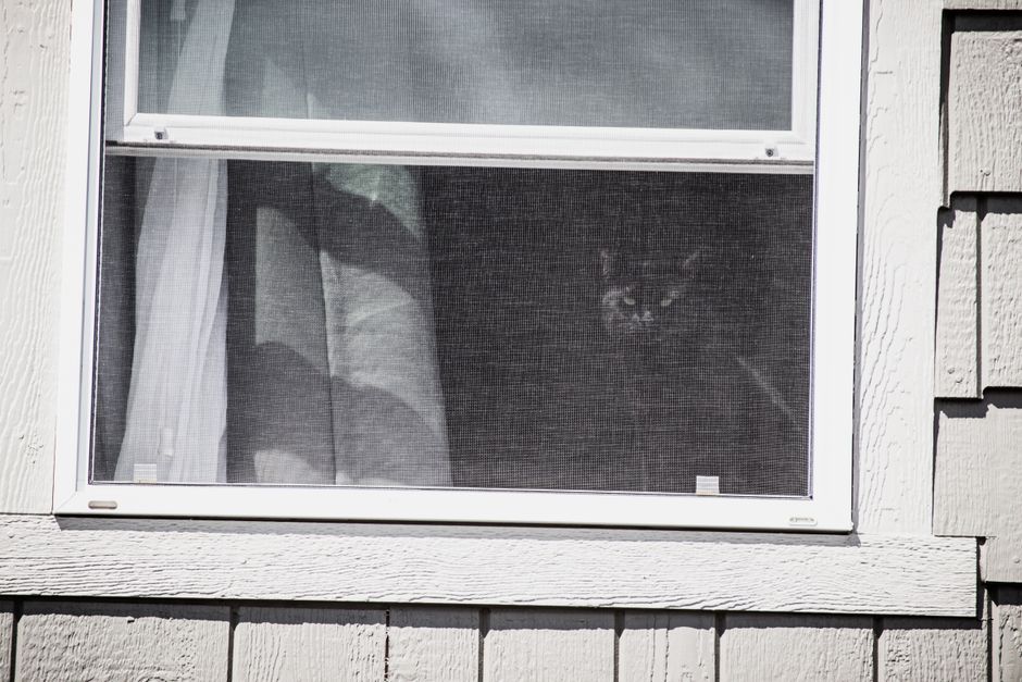 A cat peeks through a screened window of a rustic vintage home exterior.