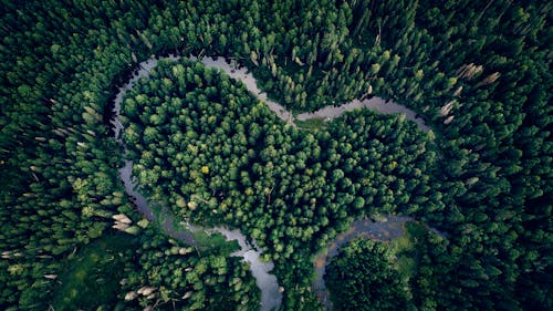Δωρεάν στοκ φωτογραφιών με αεροφωτογράφιση, δασικός, δέντρα Φωτογραφία από στοκ φωτογραφιών