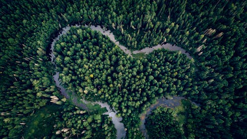 
An Aerial Shot of a Forest with a River