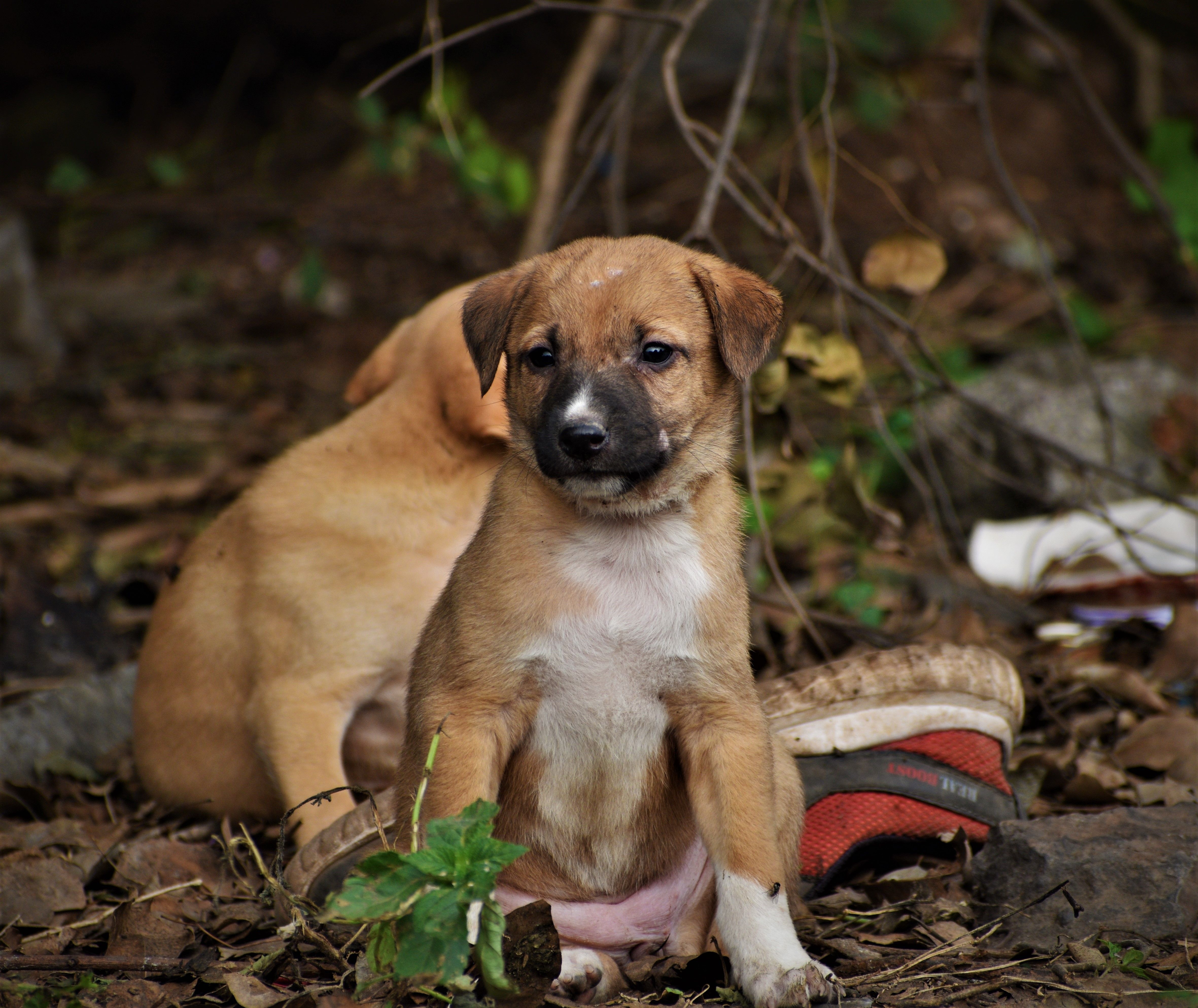 Safe Place To Buy Dogs In Tamworth: Responsible Buying Guide for Australian Families
