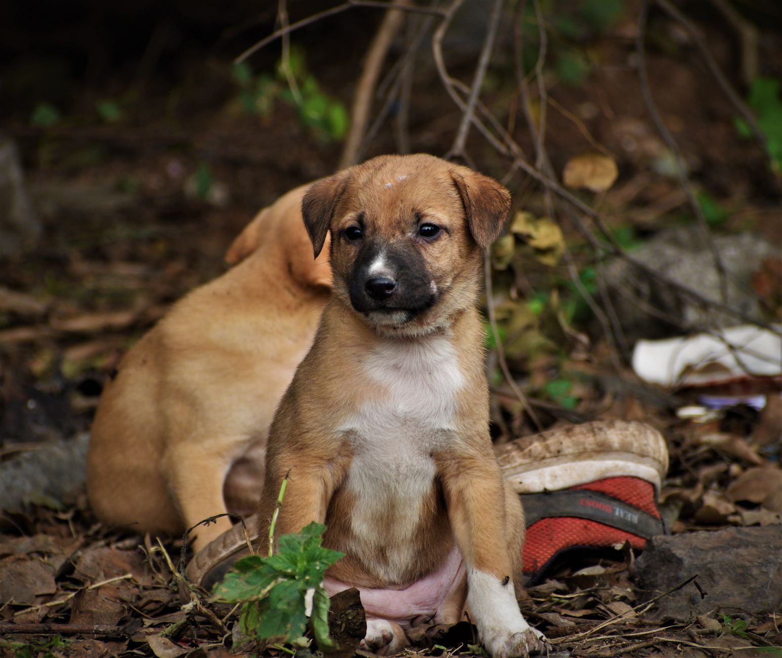 Two cute puppies resting outdoors with dried leaves and branches, showing innocence. — free online jigsaw puzzle on JigsawPuzzlesFreeOnline.org
