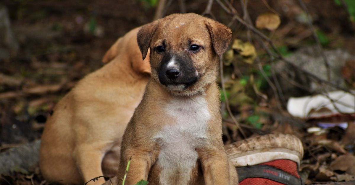 The Ultimate Puppy Sitting Checklist: Managing Personality and Health