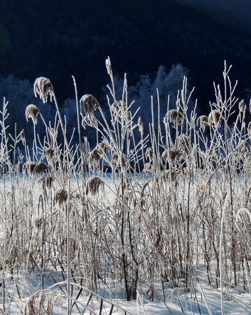Free Explore the serene frost-covered wild grass landscape in Walchsee, Austria during winter. Stock Photo