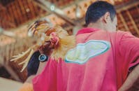 在传统环境中，巴厘岛男子正为文化斗鸡做准备