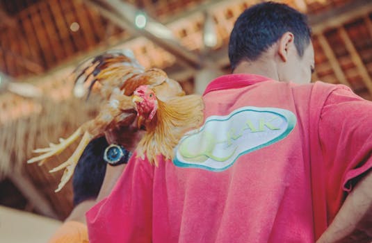 在传统环境中，巴厘岛男子正为文化斗鸡做准备