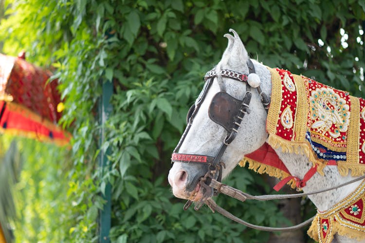 Horse At Indian Wedding