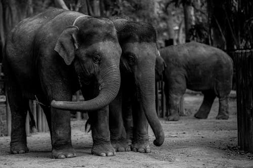 Grayscale Photo of Adorable  Elephants 