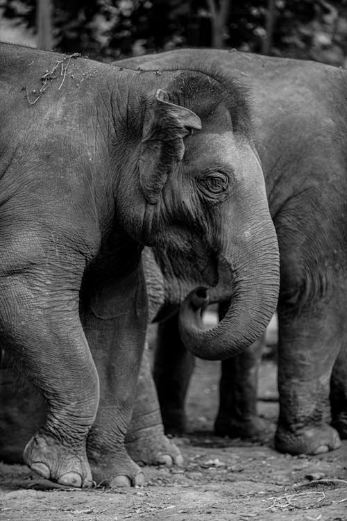 Kostenlos Kostenloses Stock Foto zu baumstamm, einfarbig, elefant Stock-Foto