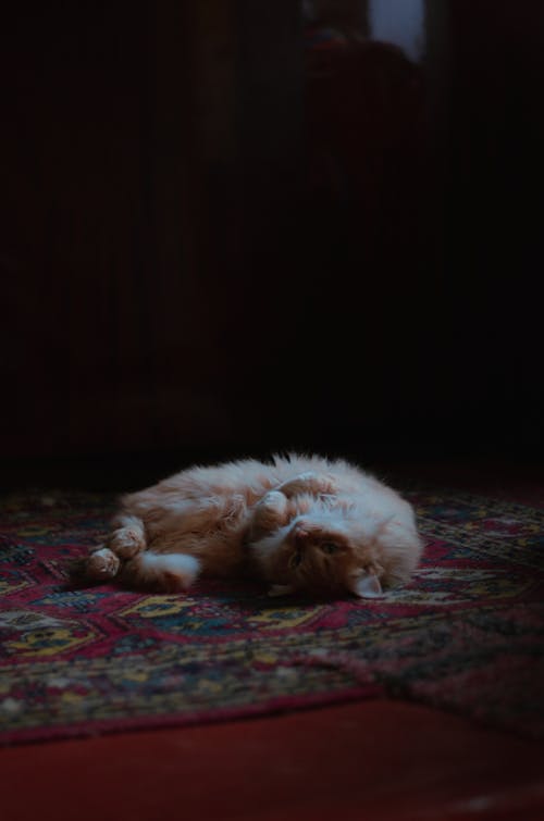 A Tabby Cat on a Carpet 