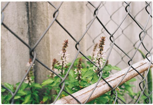 Flowering Plant Beside Gray Chain Link Fence