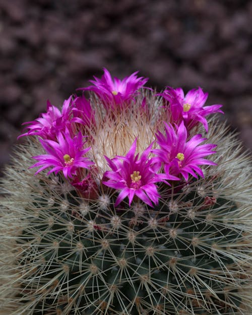 Close-Up Shot of Blooming Purple Cactus Flowers
