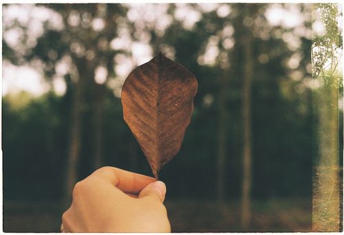Free A hand holding a brown leaf against a forest backdrop, capturing nature's elegance. Stock Photo