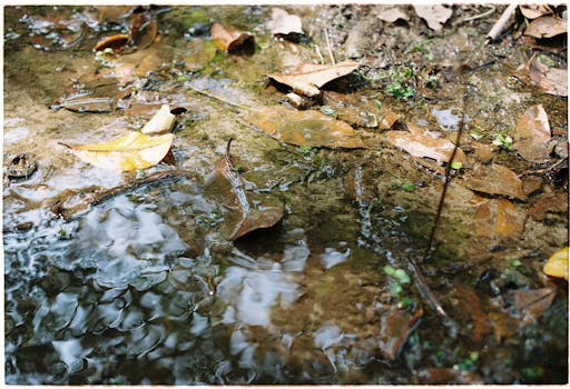 A close-up of a brook with dry leaves and water reflecting light.