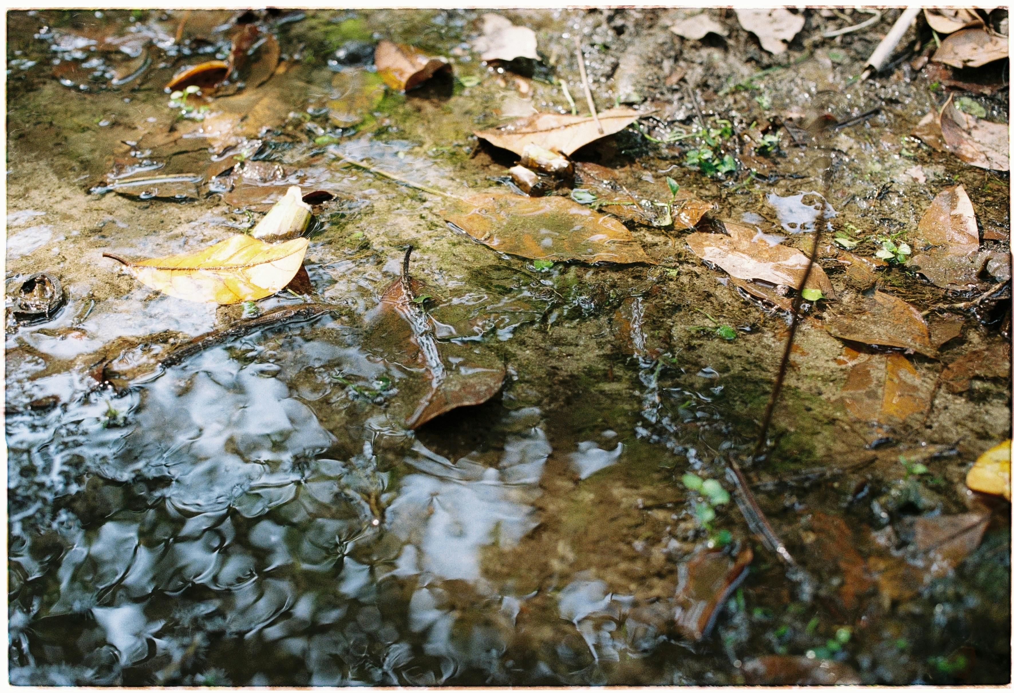 Brown Dried Leaf over Black Rail · Free Stock Photo