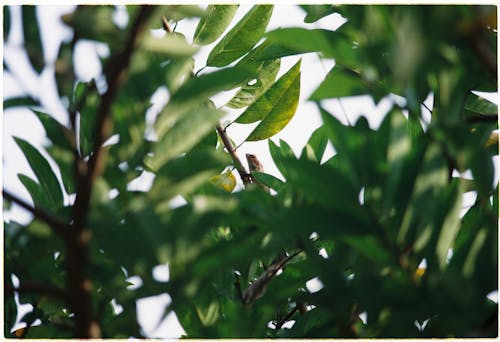 Selective Focus Photo of Green Leaves