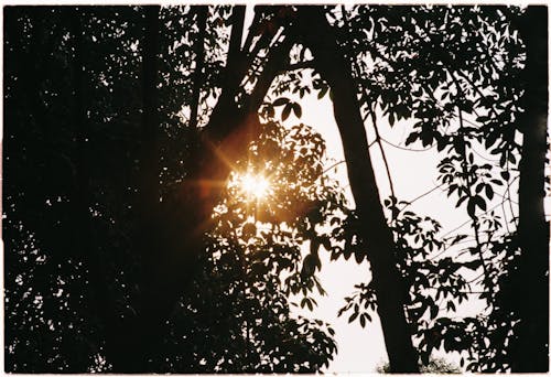 Immagine gratuita di foglie d'albero, i raggi del sole, luce del sole