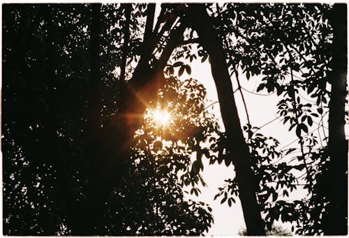 Sun Rays Shining Through Tree Leaves