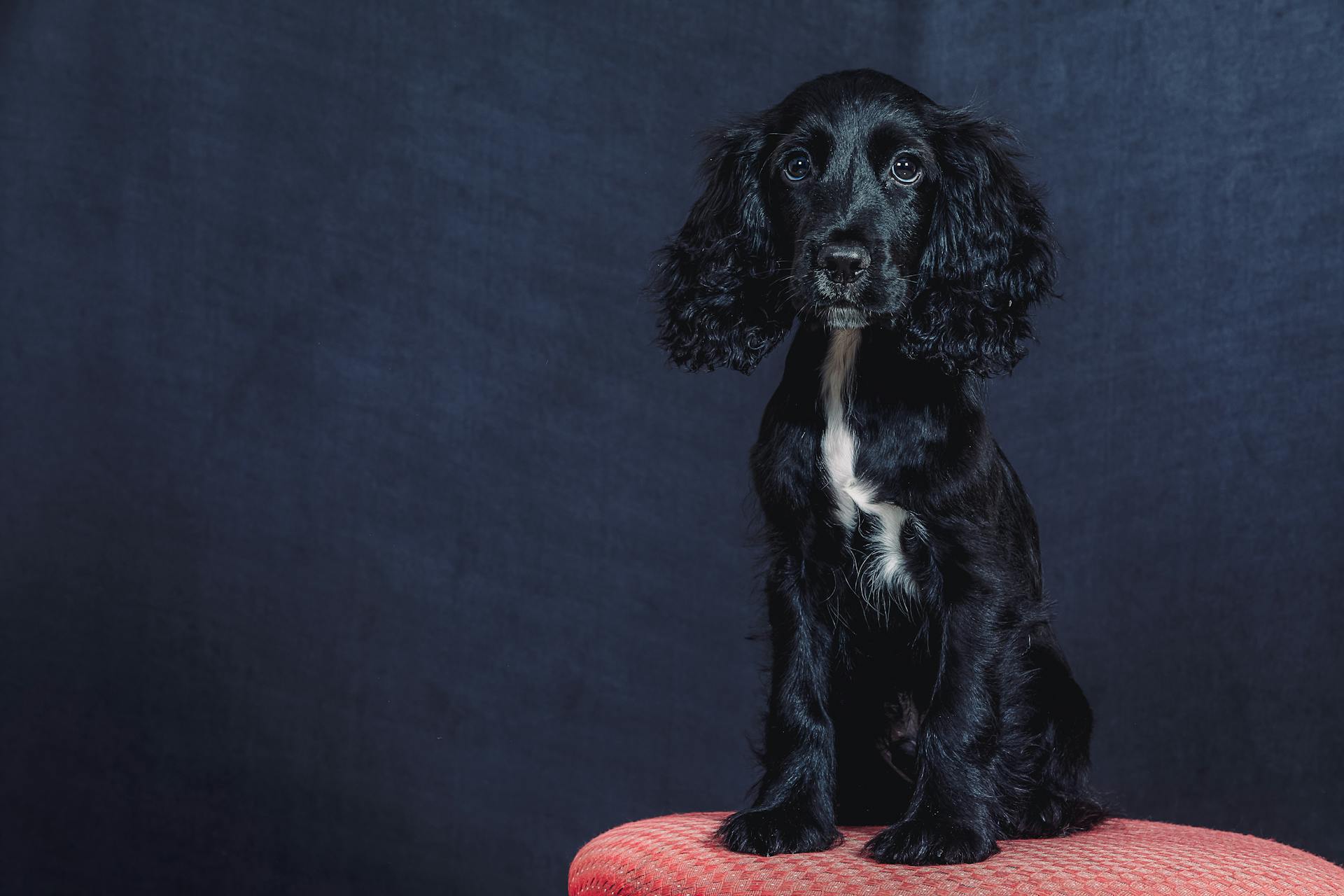 A Cute Black English Cocker Spaniel