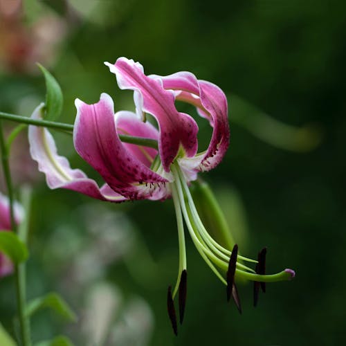 คลังภาพถ่ายฟรี ของ กลีบดอก, การถ่ายภาพดอกไม้, ดอกลิลลี่ speciosum